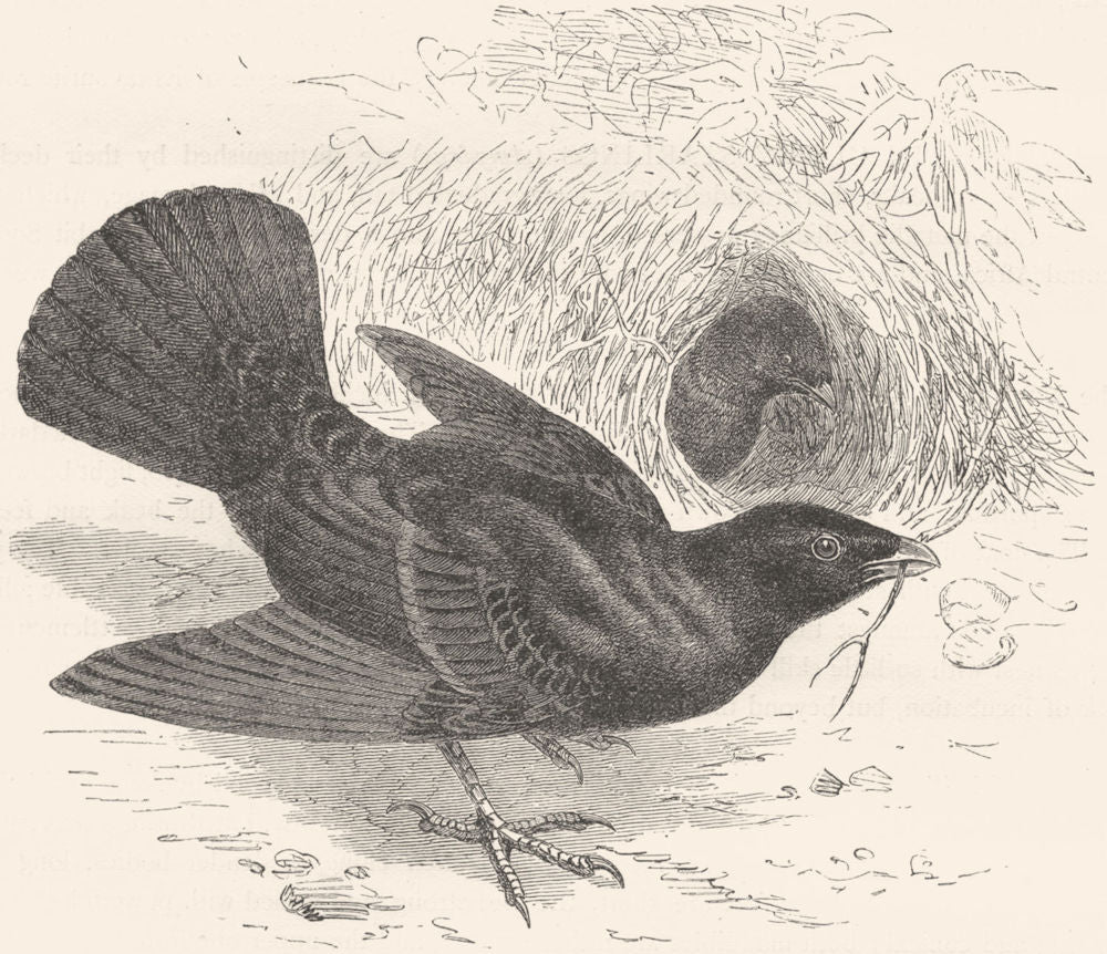 BIRDS. Raven. Starling. Satin Bower Bird c1870 old antique print picture